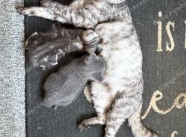 Last little tabby boy left ready for his loving home
