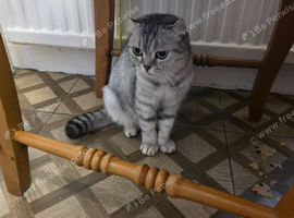 Female pure bred scottish earfold