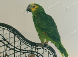 10 month old blue fronted Amazon