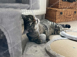 Mochi looking for a forever home ️