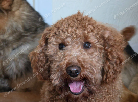 Male Cavapoo 2years old
