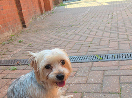 Beautiful blonde male Yorkie