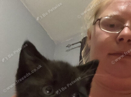 2 black and white kittens
