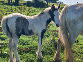 Piebald cob filly foal