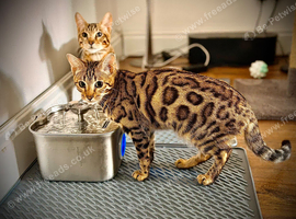 Two Bengal twins kittens