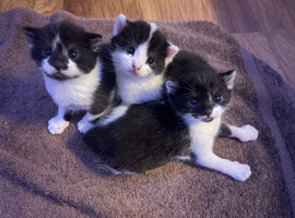 Adorable kittens looking for their forever homes