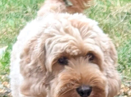 Ginger, female cockapoo