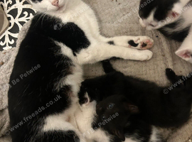 5 kittens ready now