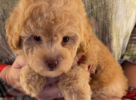 READY NOW!!!  Stunning Labradoodles (Miniature) From Health tested parents
