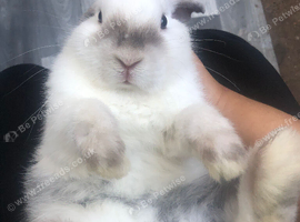 NOT NEUTERED male mini lop