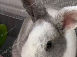 Female rabbit for rehoming.