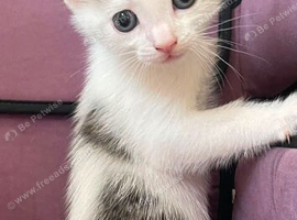 2x girl. 2x boy kittens