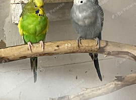 6 budgies for sale all paired