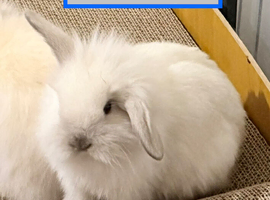 Double Maned Lionheads READY NOW