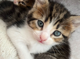 beautiful kittens