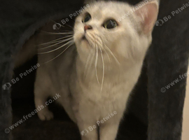 TICA registered adult cats