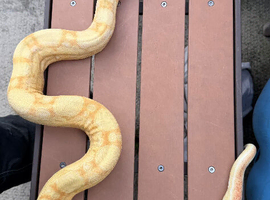 Proven male Kahl Albino Aztec Jungle boa