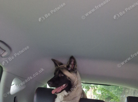 American akita girl