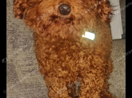 Asian deep red poodle