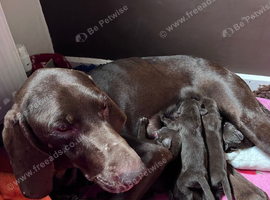 GSP puppies available to reserve