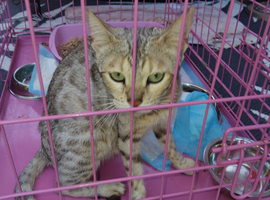 5 bengal kittens
