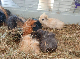 Male and female baby guinea pigs