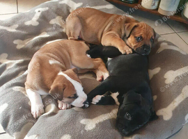 French bull/ staff/ Labradors