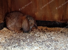 German lops babys