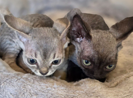 Devon Rex Pedigree TICA Registered
