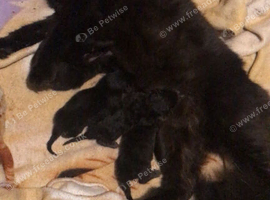 Kittens