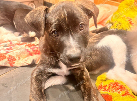 Collie x American bulldog puppies