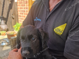 Working male cocker spaniel
