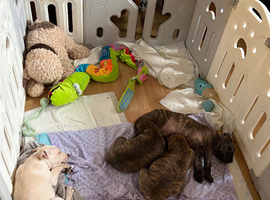 3 male puppies for sale
