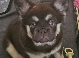 1 boy 1 girl looking for their forever home