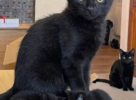 One black kitten