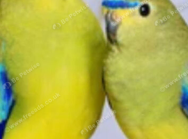 Pair of elegants parrakeets