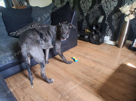 5 half months old blue German shepherd X staff for sale collection only