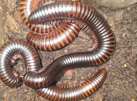 3 giant African millipedes