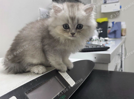 british short hair kittens