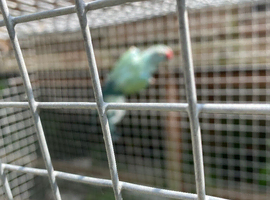 Indian ringnecks