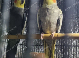 Hand tamed baby Cockatiel and breeding pair of Cockatiels