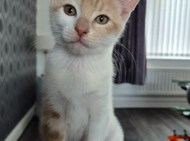 Beautiful ginger female kitten