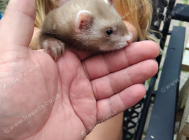 Ferrets for sale