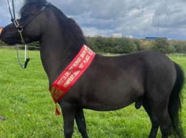 Miniature American horse