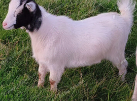 Pygmy nanny goat for sale