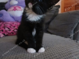 Kittens