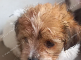 Jack russell x chihuahua puppies