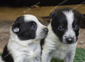 3 Boy Border Collie Pups left ready 10th October
