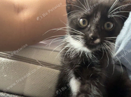 Kitten