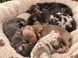 Amazing colours miniature dachshund puppies